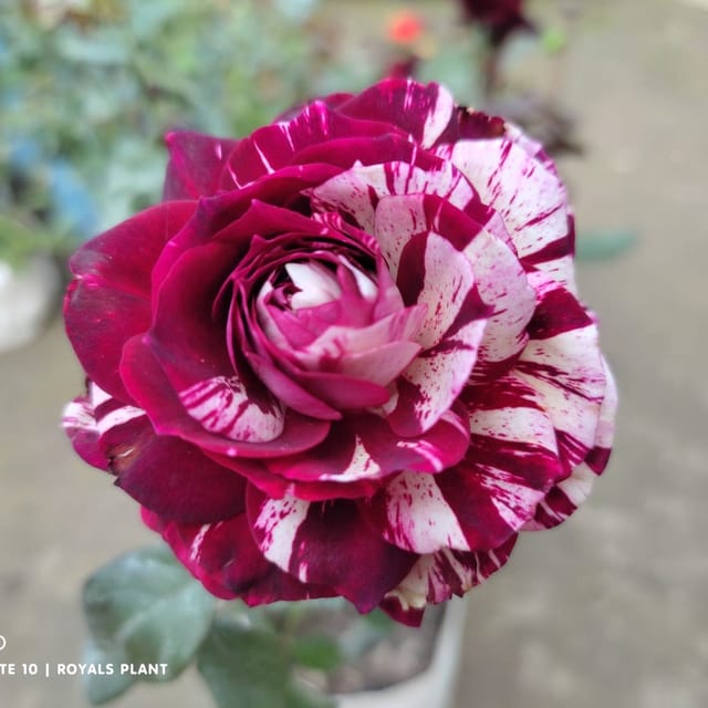 Plants Villa - Abracadabra Rose Flower Plant