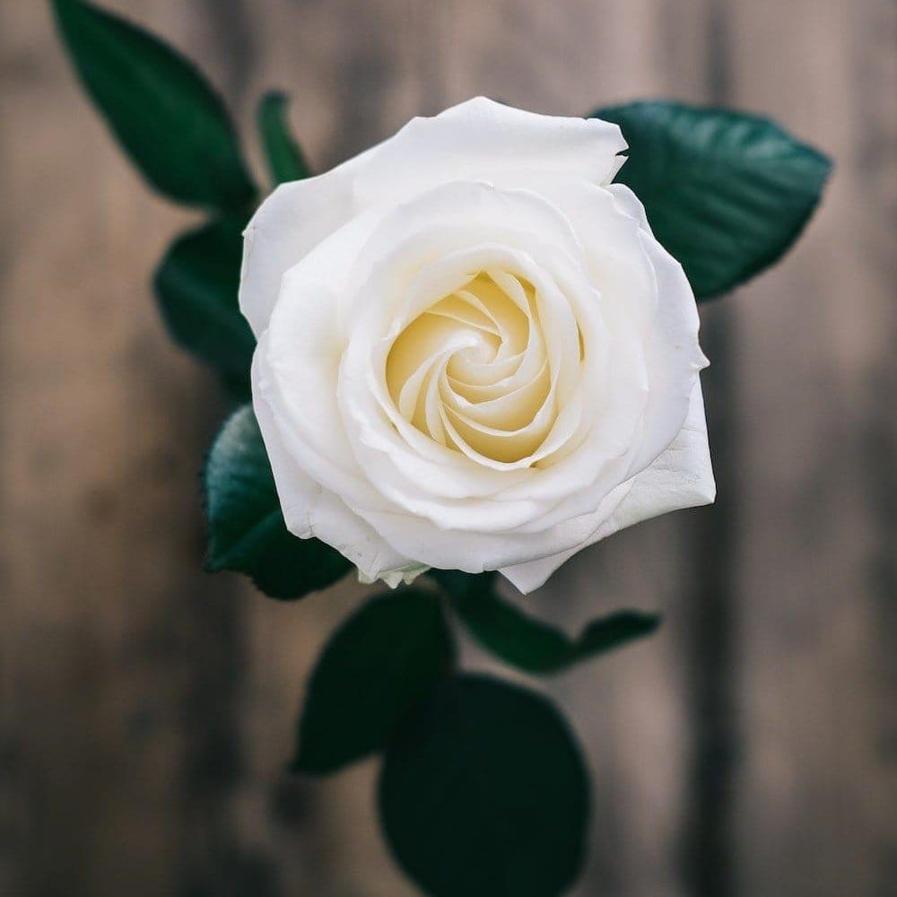 Plants Villa - Climbing Rose Flower Plant_White