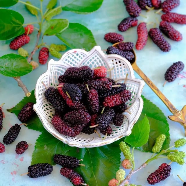 Plants Villa - Kanva-2 Hybrid Mulberry Fruit Plant Plants Villa - Kanva-2 Hybrid Mulberry Fruit Plant