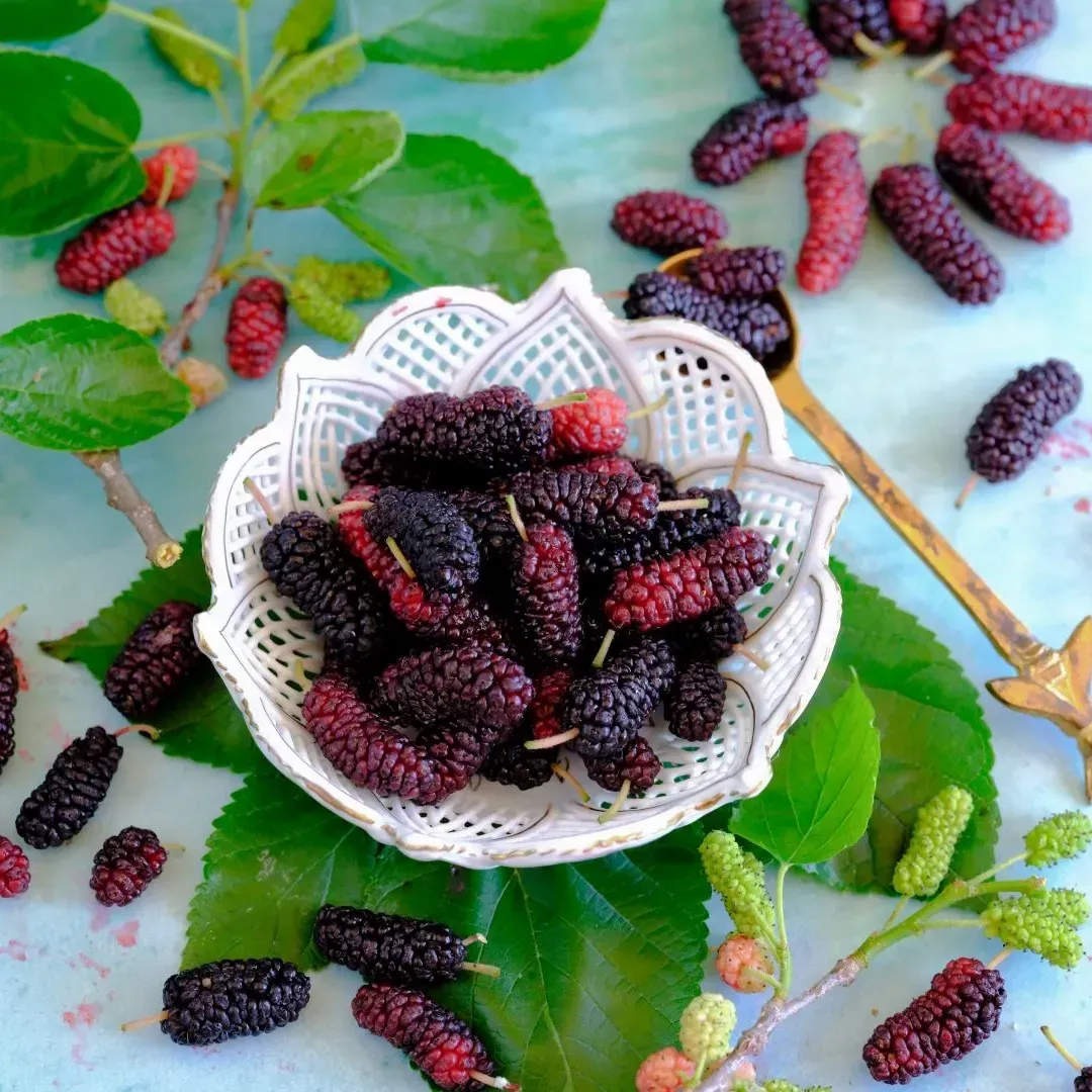Plants Villa - Kanva-2 Hybrid Mulberry Fruit Plant
