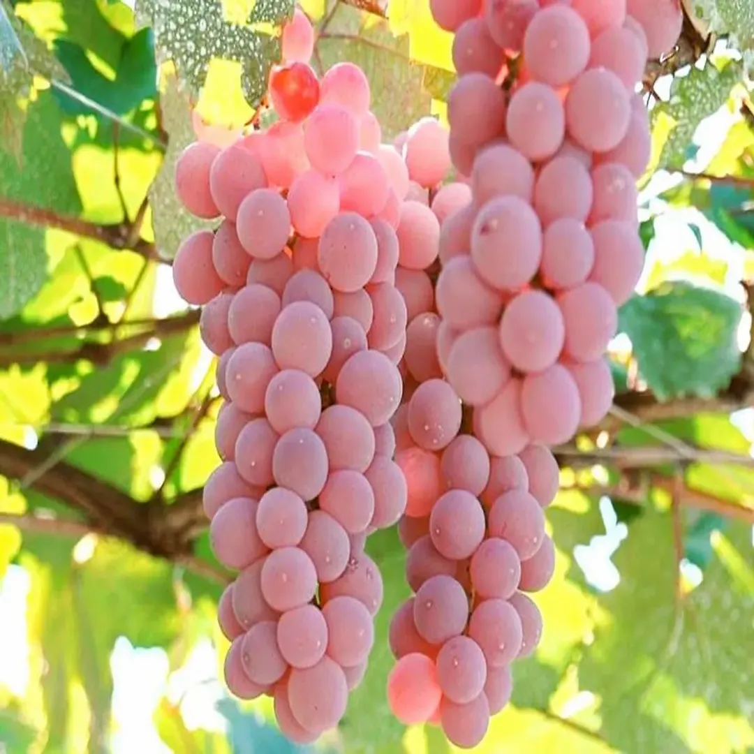 Plants Villa - Dwarf Variety Hot Climate Pink Grapes Fruit Plant