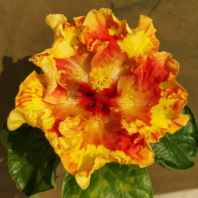 Plants Villa - American Variety Grafted Hibiscus Flower Plant Plants Villa - American Variety Grafted Hibiscus Flower Plant