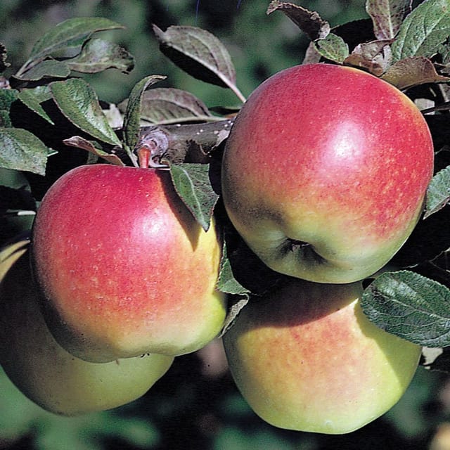 Plants Villa - Anna Apple Grafted & Hybrid Fruit Plant Plants Villa - Anna Apple Grafted & Hybrid Fruit Plant