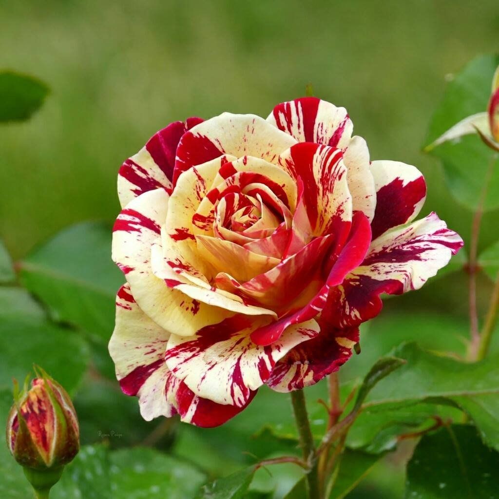 Plants Villa - Abracadabra Rose Flower Plant