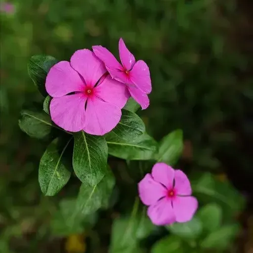 Plants Villa - Vinca Sadabahar Flower Plantpurple_Purple