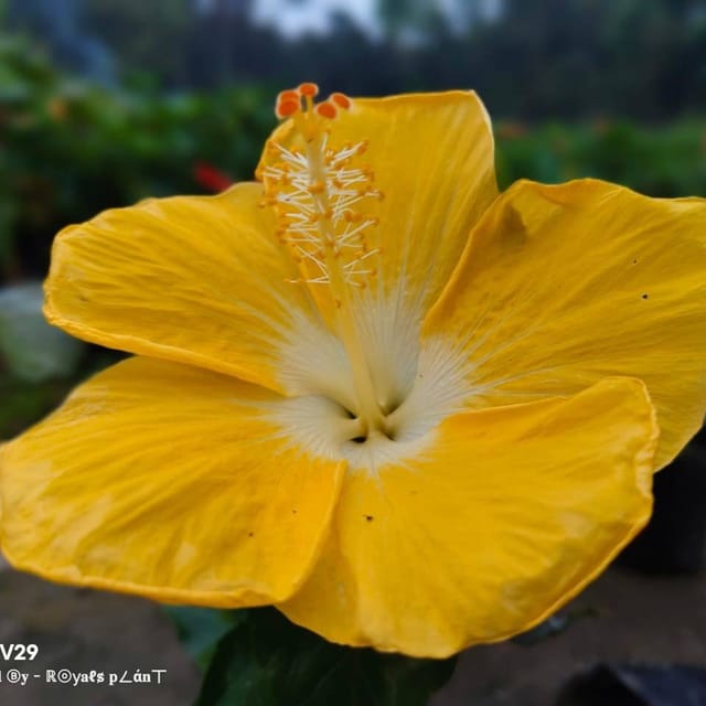 Plants Villa - American Hibiscus Flower Plant_Yellow Plants Villa - American Hibiscus Flower Plant_Yellow