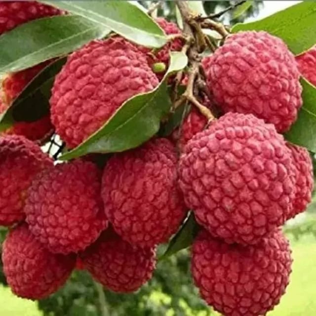 Plants Villa - Muzaffarpur Shahi Litchi Hybrid Fruit Plant_(Lychee) Plants Villa - Muzaffarpur Shahi Litchi Hybrid Fruit Plant_(Lychee)