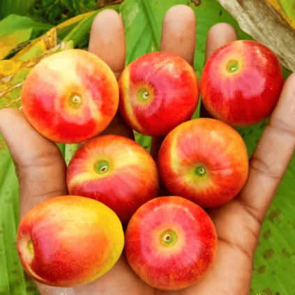Plants Villa - Miss India Apple Ber Grafted Fruit Plant Plants Villa - Miss India Apple Ber Grafted Fruit Plant