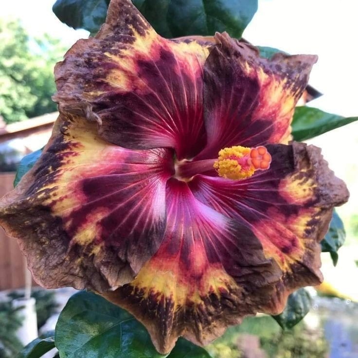 Plants Villa - Australian Variety Grafted Hibiscus Flower Plant