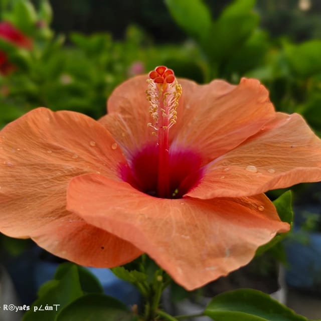 Plants Villa - Moscheutos Mallow Large Petal Hibiscus Flower Plant_Orange Plants Villa - Moscheutos Mallow Large Petal Hibiscus Flower Plant_Orange