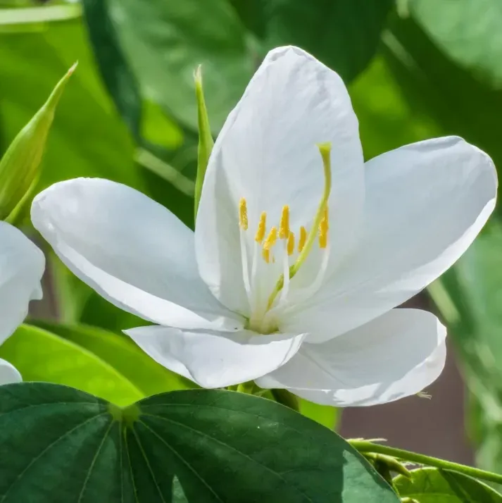 Plants Villa - Bauhinia Acuminata Kanchan Flower Plant_White