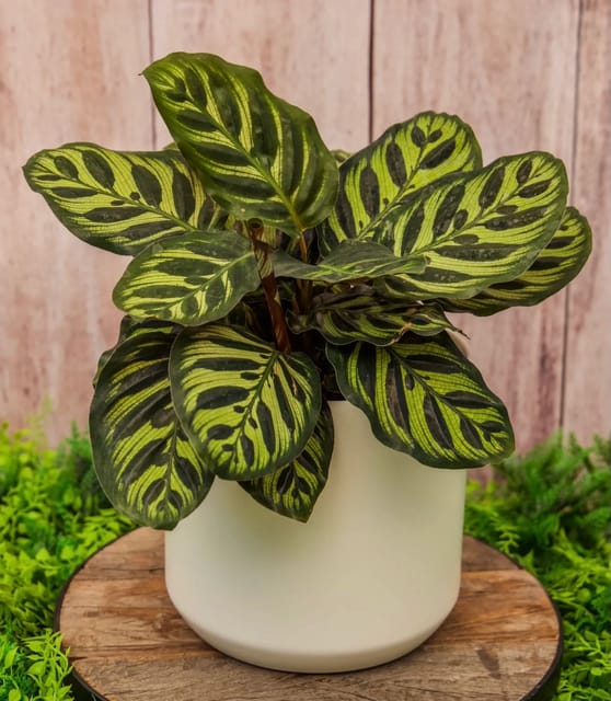 Plants Villa - Calathea Indoor Live Plant