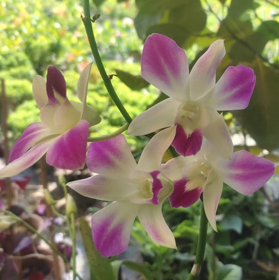 Plants Villa - Orchid Flower Plant Verigated