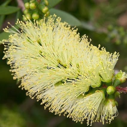 Plants Villa - Dwarf Variety Bottle Brush Flower Plant_Yellow