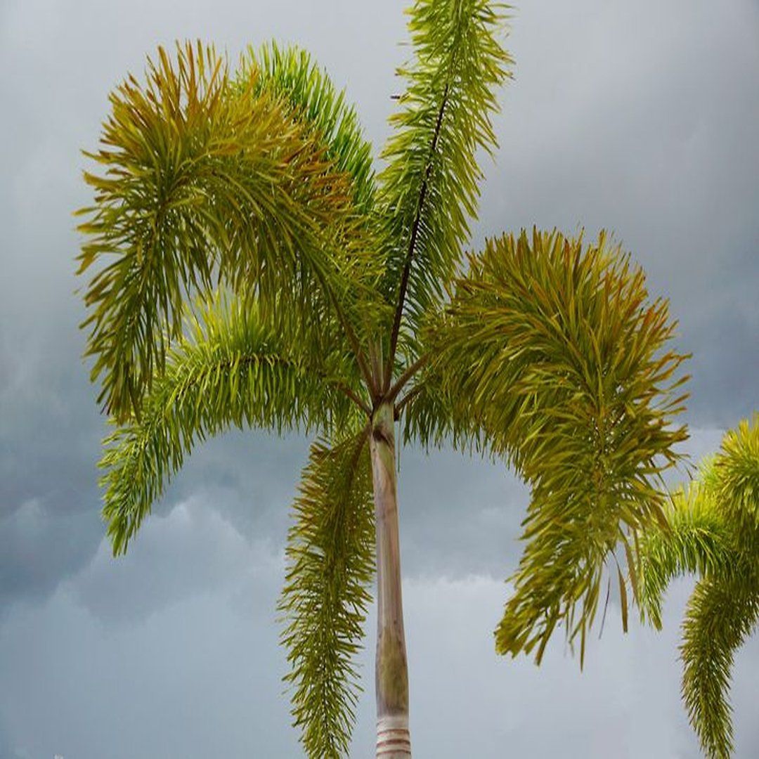 Plants Villa - Foxtail Plam Live Plant_(Wodyetia Bifurcata)