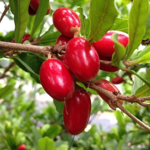Plants Villa - Miracle Berry Cherry Grafted Fruit Plant Plants Villa - Miracle Berry Cherry Grafted Fruit Plant