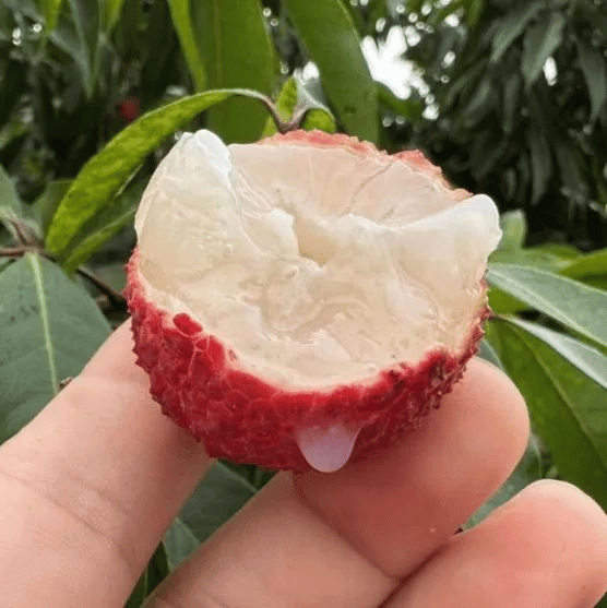 Plants Villa - Seedless Litchi Grafted Fruit Plant_(Lychee)