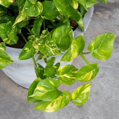 Plants Villa - Money Plant
