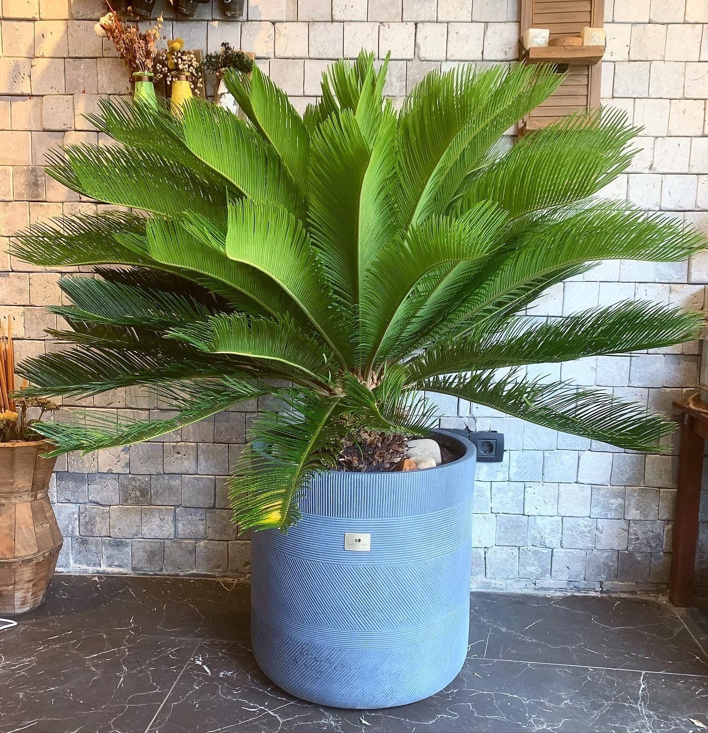 Plants Villa - Cycus Plam Plant