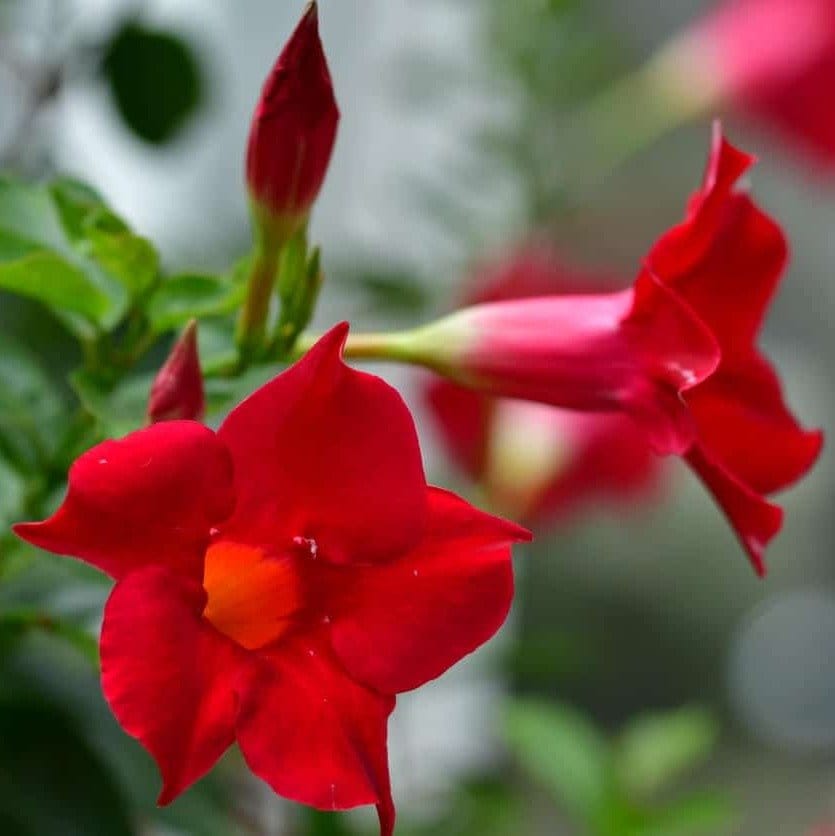 Plants Villa - Mandevilla Flower Plant_Red