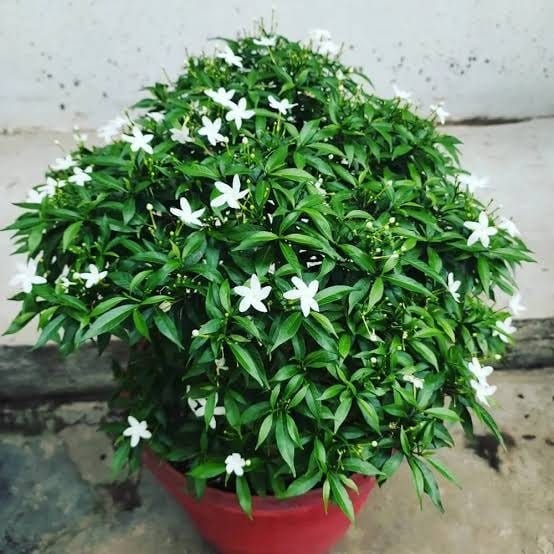 Plants Villa - Chinise Dwarf Variety | Crepe Jasmine Flower Plant_White