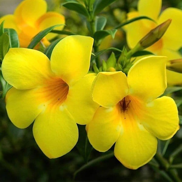 Plants Villa - Allamanda Flower Plant_Yellow