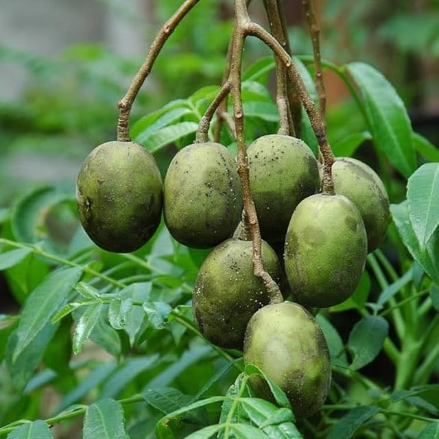Plants Villa - All Time Hog Plum Amra Grafted Fruit Plant