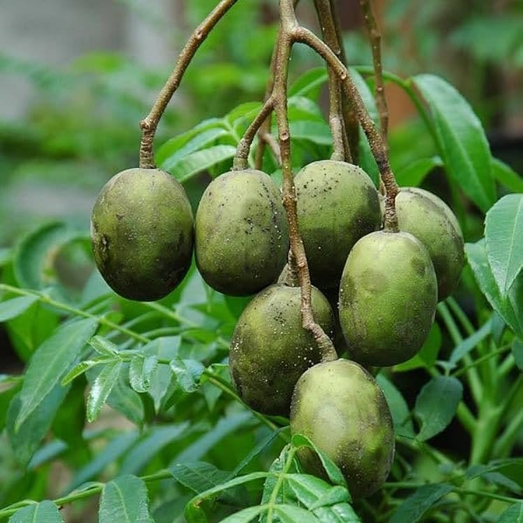 Plants Villa - All Time Hog Plum Amra Grafted Fruit Plant