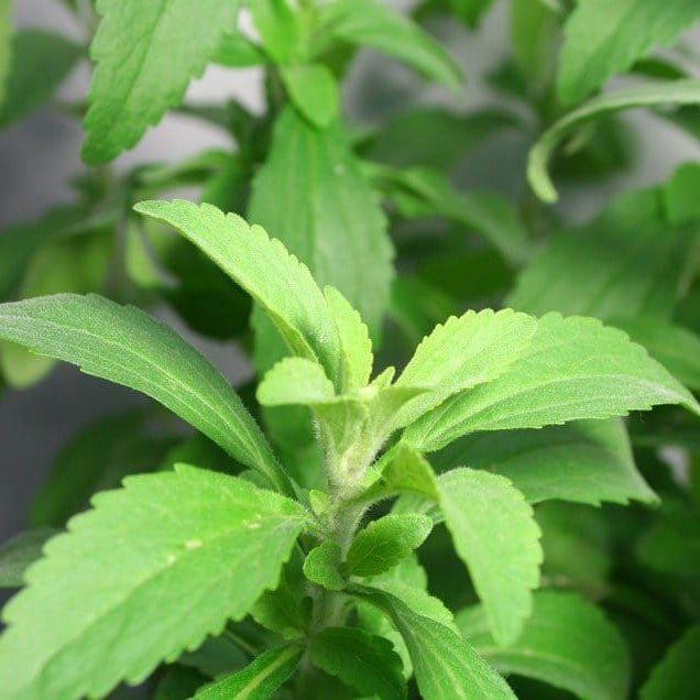 Plants Villa - Stevi Sweet Tulshi Plant