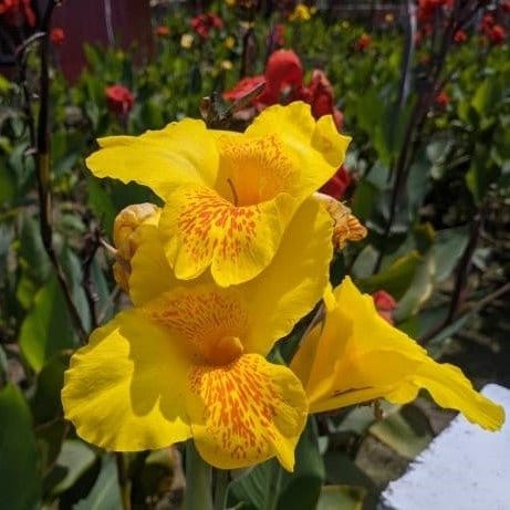Plants Villa - Canna Indica Flower Plant_Yellow
