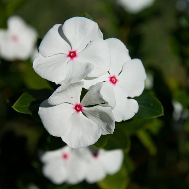 Plants Villa - Vinca Sadabahar Flower Plant_Red Doted