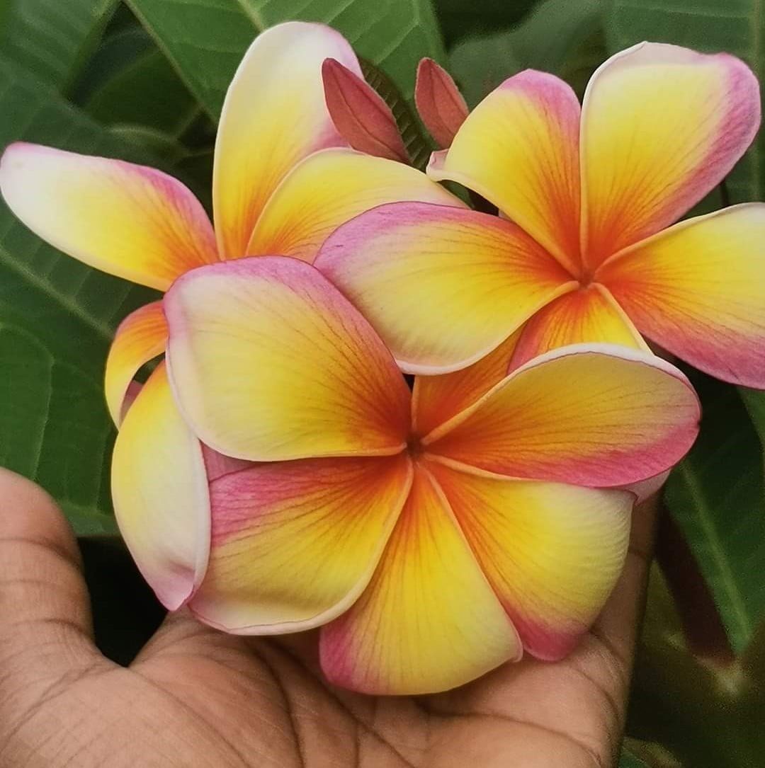Plants Villa - Dwarf Variety Pulmeria Flower Plant