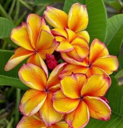 Plants Villa - Dwarf Variety Pulmeria Flower Plant Plants Villa - Dwarf Variety Pulmeria Flower Plant