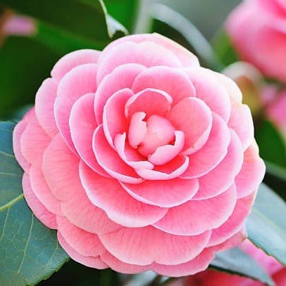 Plants Villa - Camellia Flower Plant_Pink Plants Villa - Camellia Flower Plant_Pink