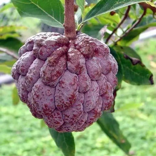 Plants Villa - Custard Apple Grafted Fruit Plant_Red