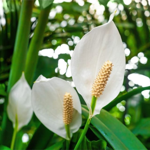 Plants Villa - Peace Lily Flower Plant_White Plants Villa - Peace Lily Flower Plant_White