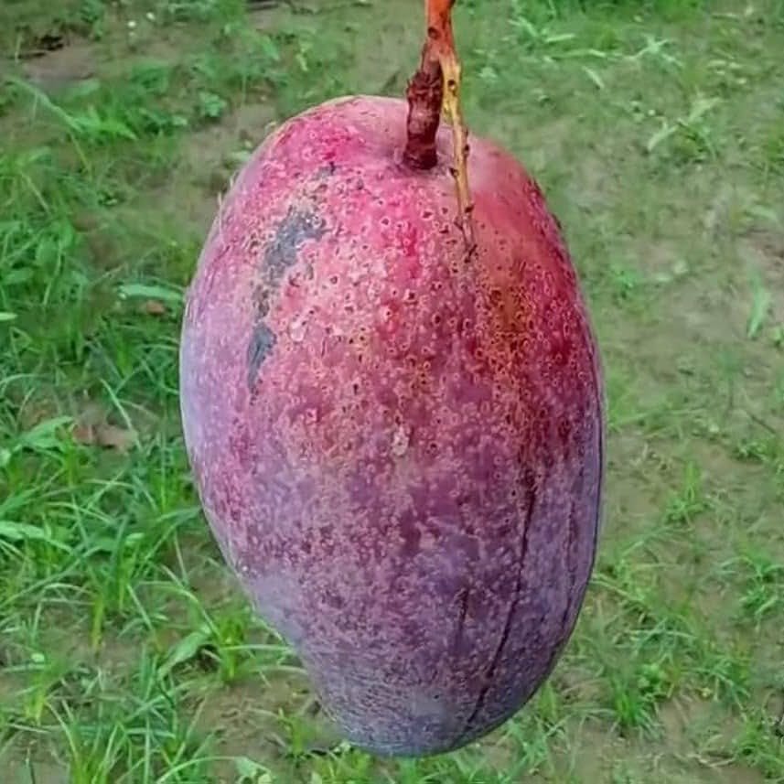 ... ...