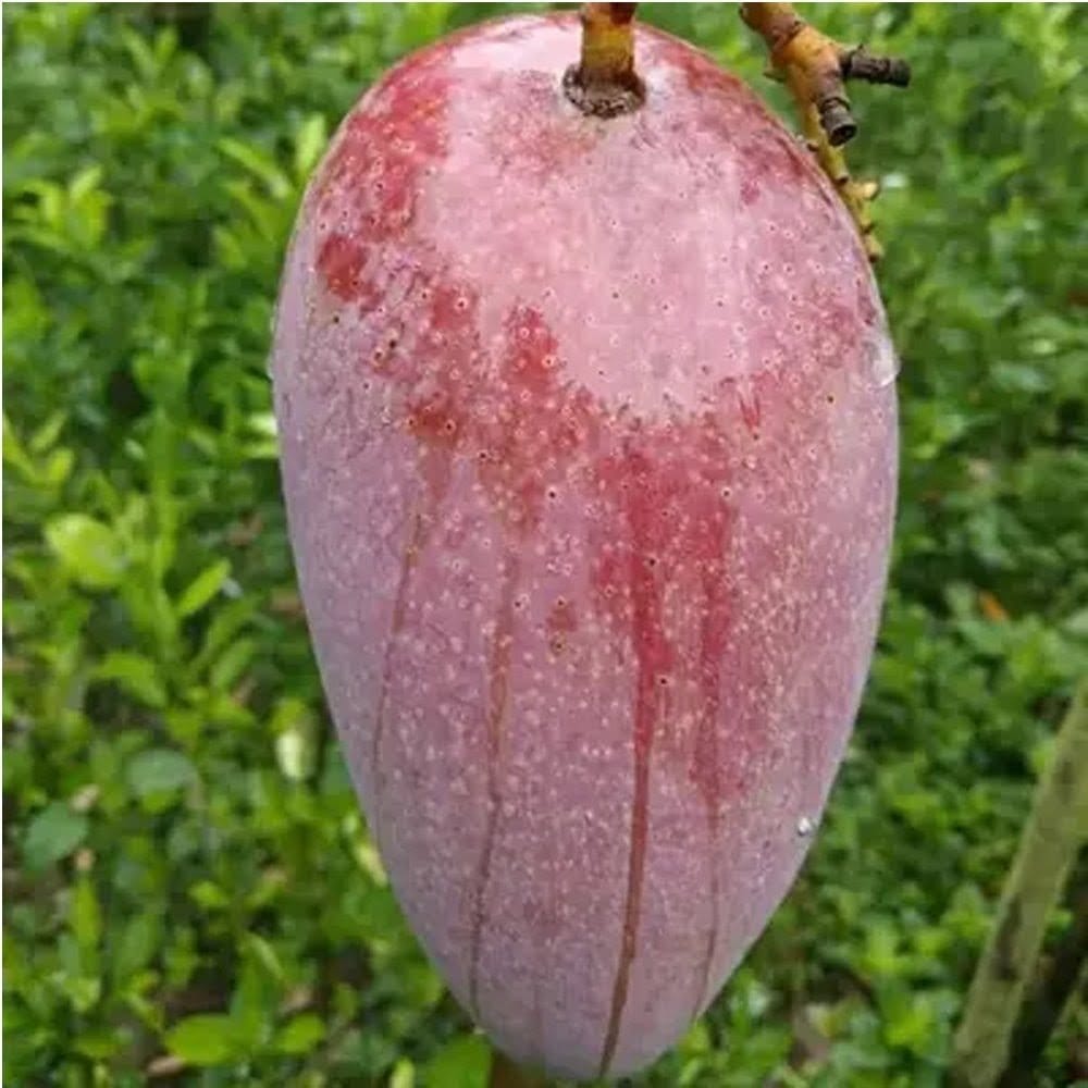 Plants Villa - Katimon Mango | Grafted Fruit Plant