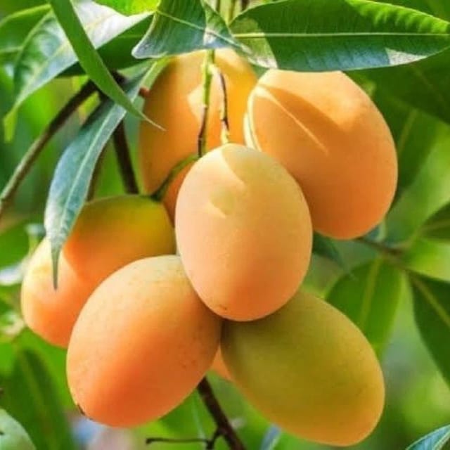 Plants Villa - Alphanso Mango Grafetd Fruit Plant Plants Villa - Alphanso Mango Grafetd Fruit Plant