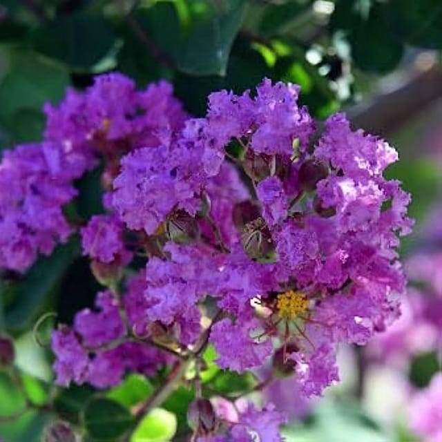 Plants Villa - Lagerstroemia Furush Flower Plantpurple_Purple