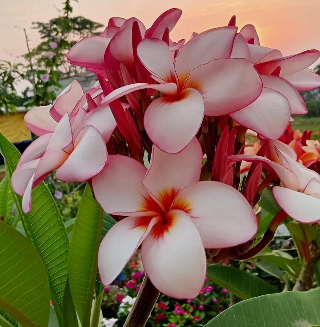 Plants Villa - Dwarf Variety Pulmeria Flower Plant