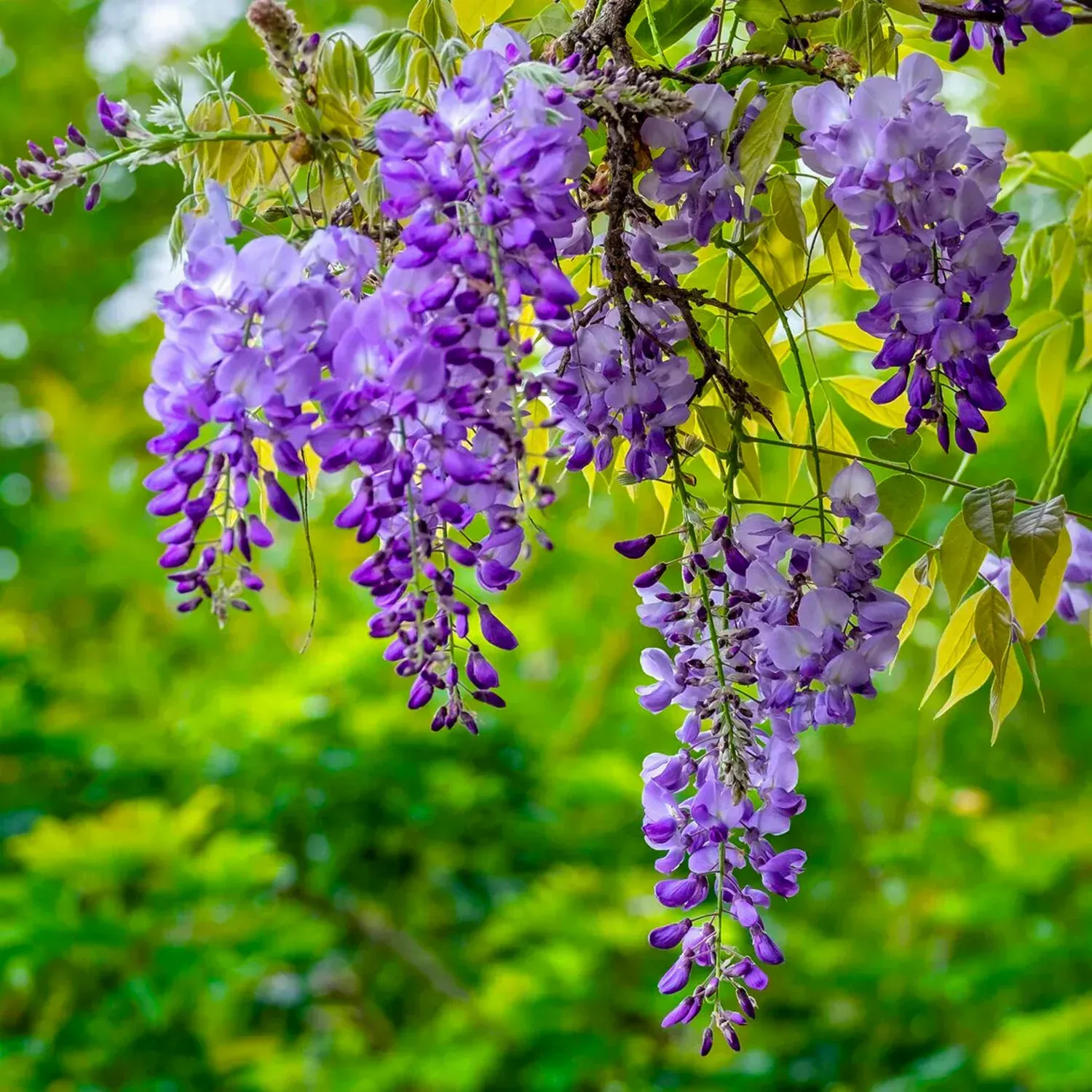 Plants Villa - Purple Chinese Wisteria Rare Fragrant Flower Live Plant