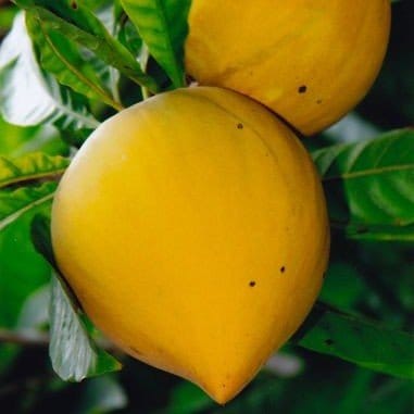 Plants Villa - Egg- Fruit Plant (Pouteria Campechiana) Plants Villa - Egg- Fruit Plant (Pouteria Campechiana)
