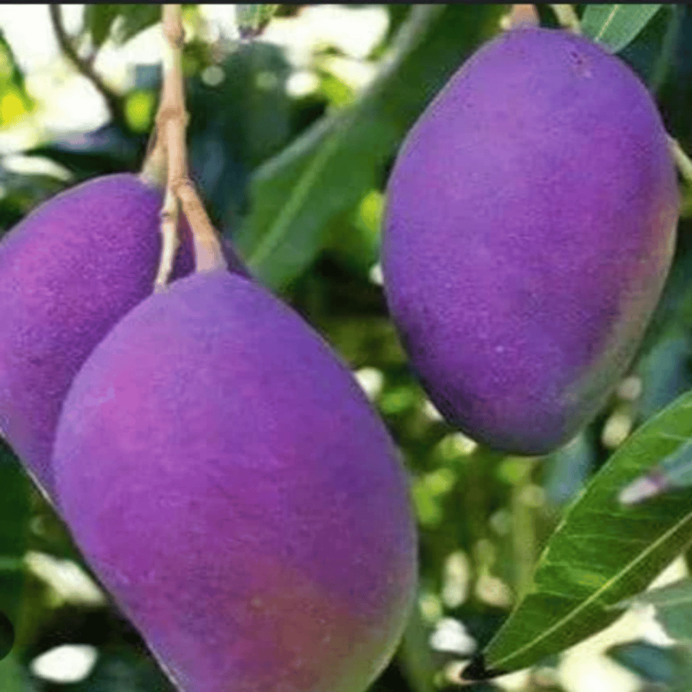 Plants Villa - Palmer Mango | Grafted Fruit Plant