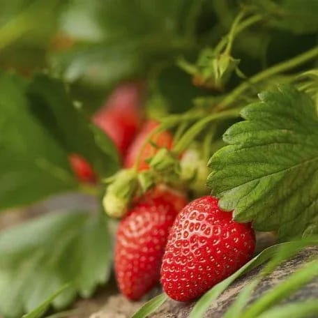 Plants Villa - Strawberry Fruit Plant_Red Plants Villa - Strawberry Fruit Plant_Red