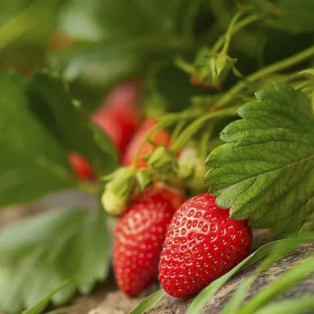 Plants Villa - Strawberry Fruit Plant_Red
