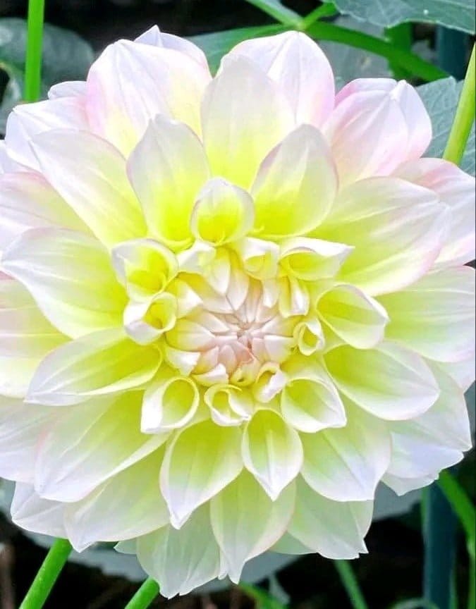 Plants Villa - Dahlia Flower Plant Verigated_White