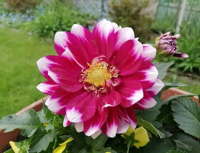 Plants Villa - Dahlia Flower Plant Verigated_Red Plants Villa - Dahlia Flower Plant Verigated_Red