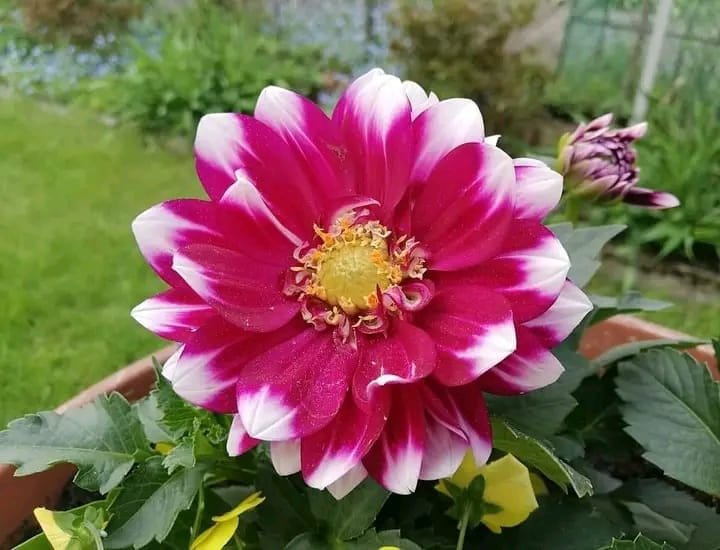 Plants Villa - Dahlia Flower Plant Verigated_Red