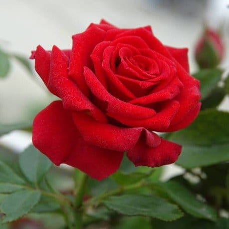 Plants Villa - Climbing Rose Flower Plant_Red Plants Villa - Climbing Rose Flower Plant_Red